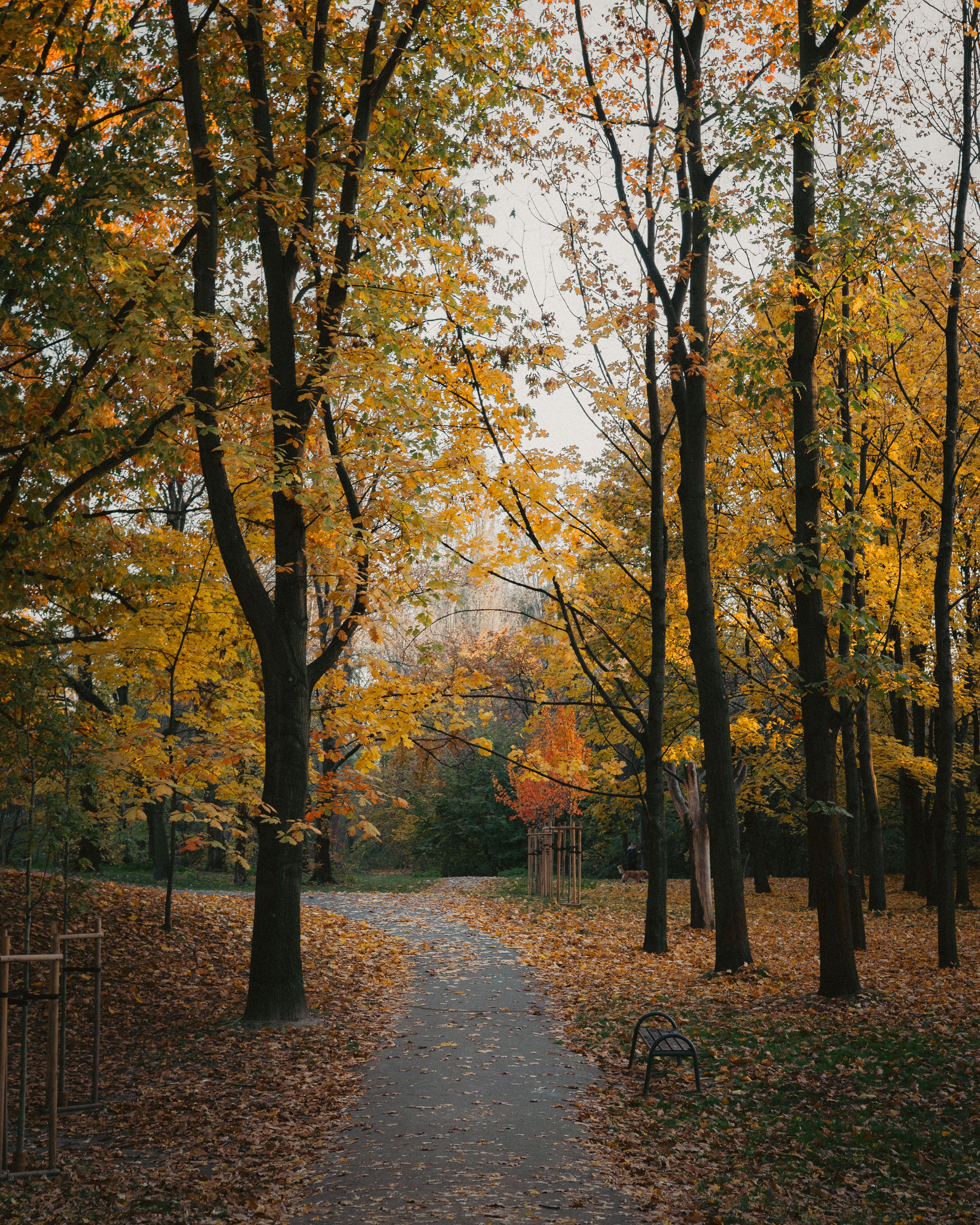 Serene Autumn Path Through Golden Forest · Free Stock Photo