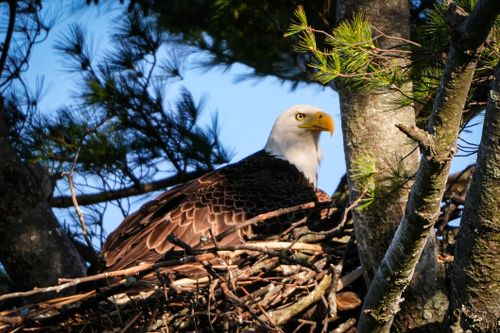 Free Majestic bald eagle rests in its nest among pine branches. Stock Photo