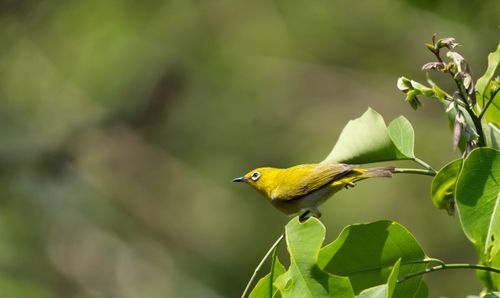 Free Close-up of an Oriental White-Eye bird sitting on a green leafy branch in Panchgani, India. Stock Photo