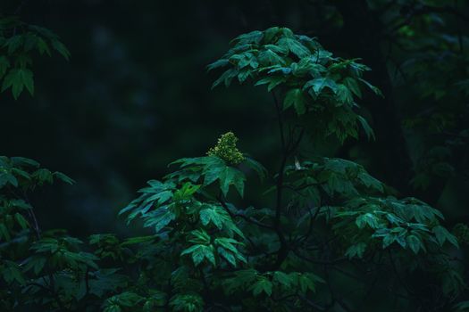 Dark, moody shot of lush green foliage in a forest, creating a mysterious atmosphere.