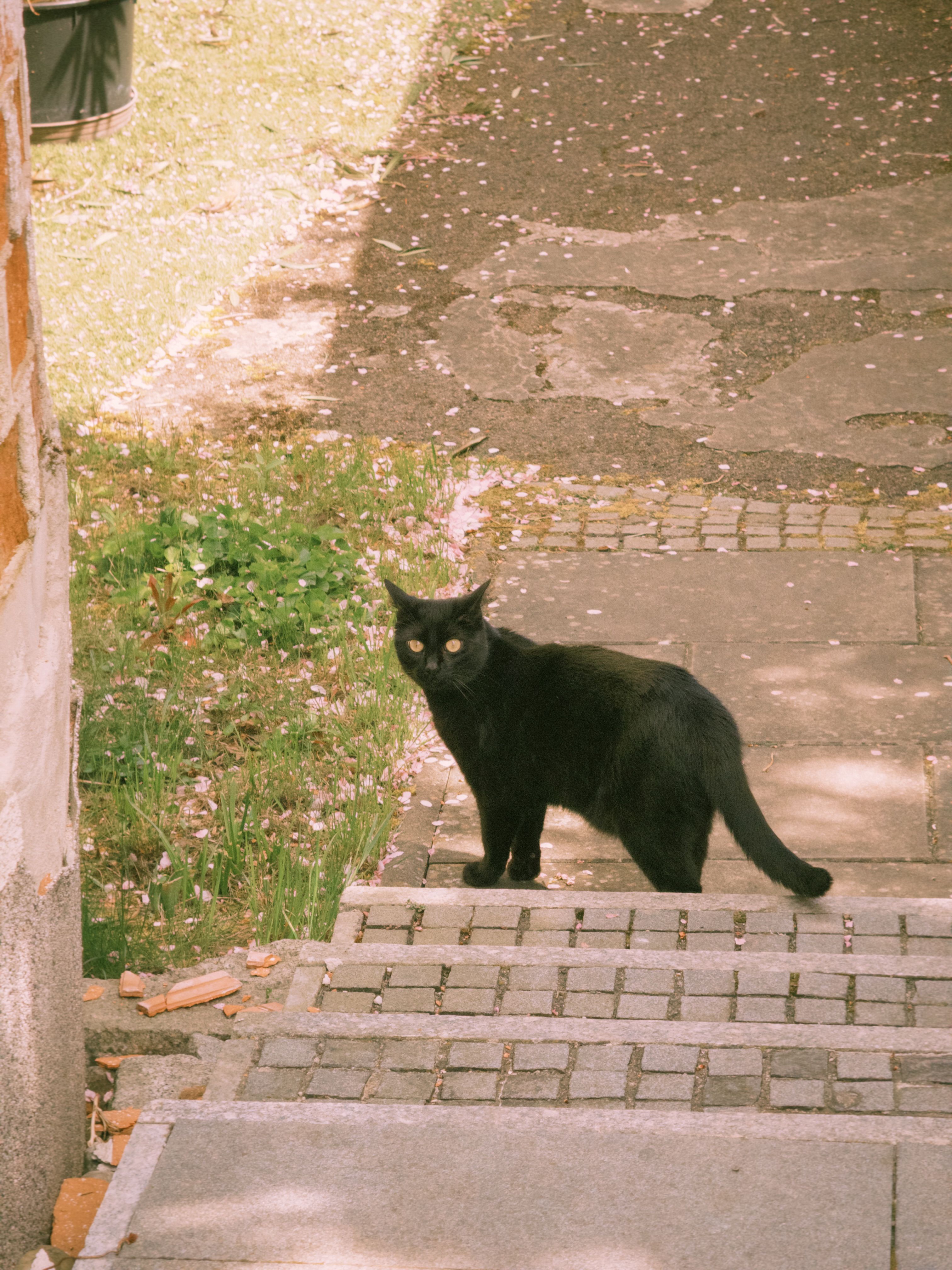 De franc Un gat negre es troba a les escales exteriors, amb aspecte curiós enmig d'un entorn primaveral. Foto d'estoc