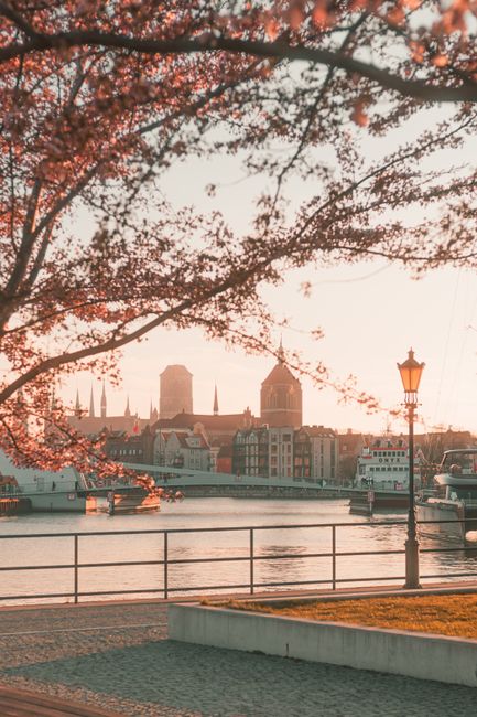 Captivating view of Gdańsk's historic skyline framed by cherry blossoms at sunset.
