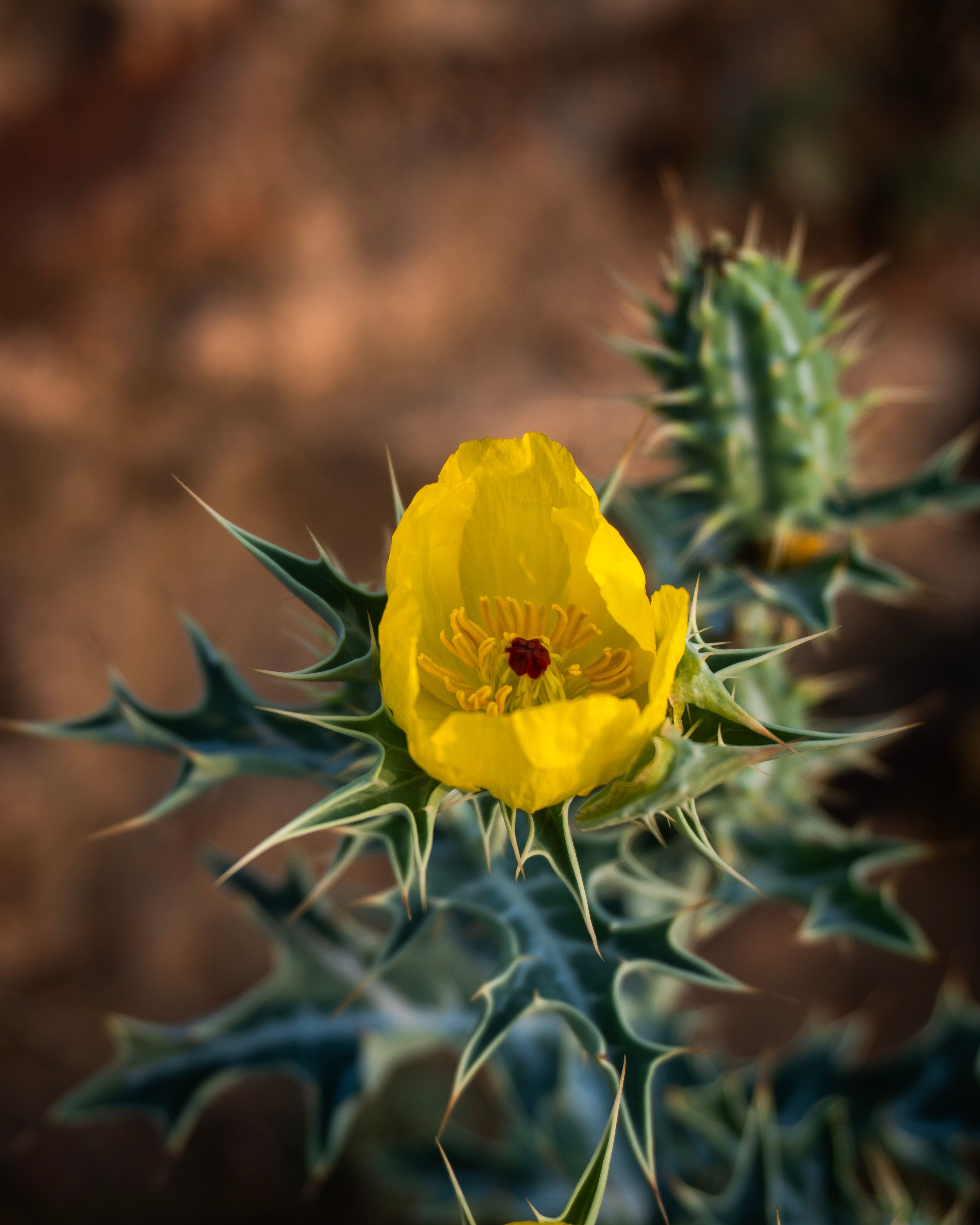 Vibrant yellow Mexican prickly poppy with sharp spiny leaves, captured in natural light.