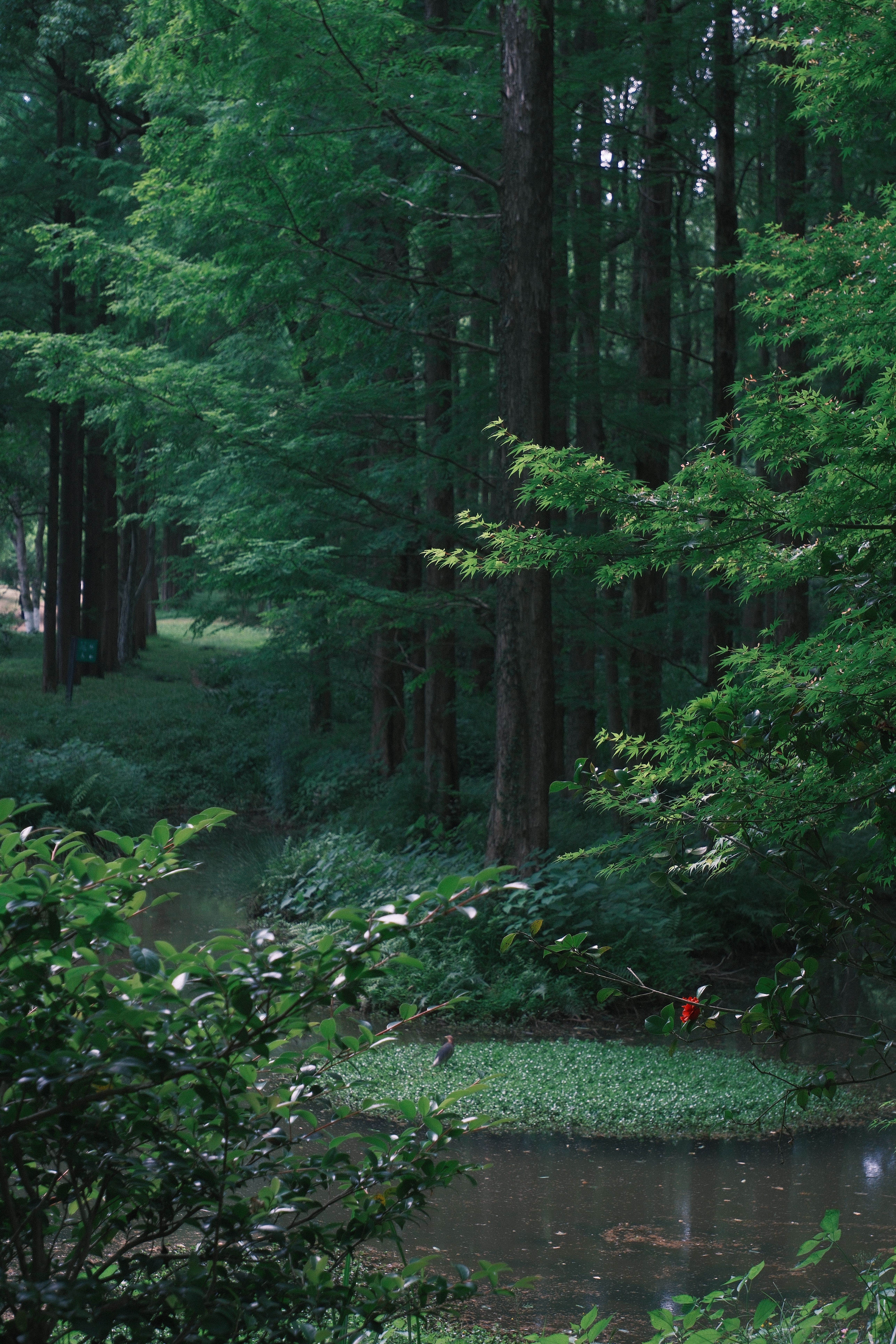 A peaceful view of a lush green forest and tranquil stream in Zhejiang, China, showcasing natural beauty.