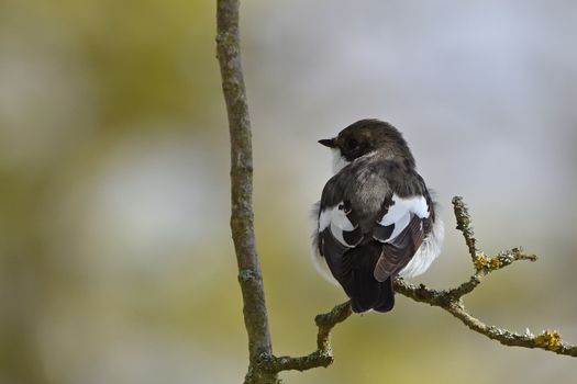 European pied flycatcher perched on a branch in spring sunlight.