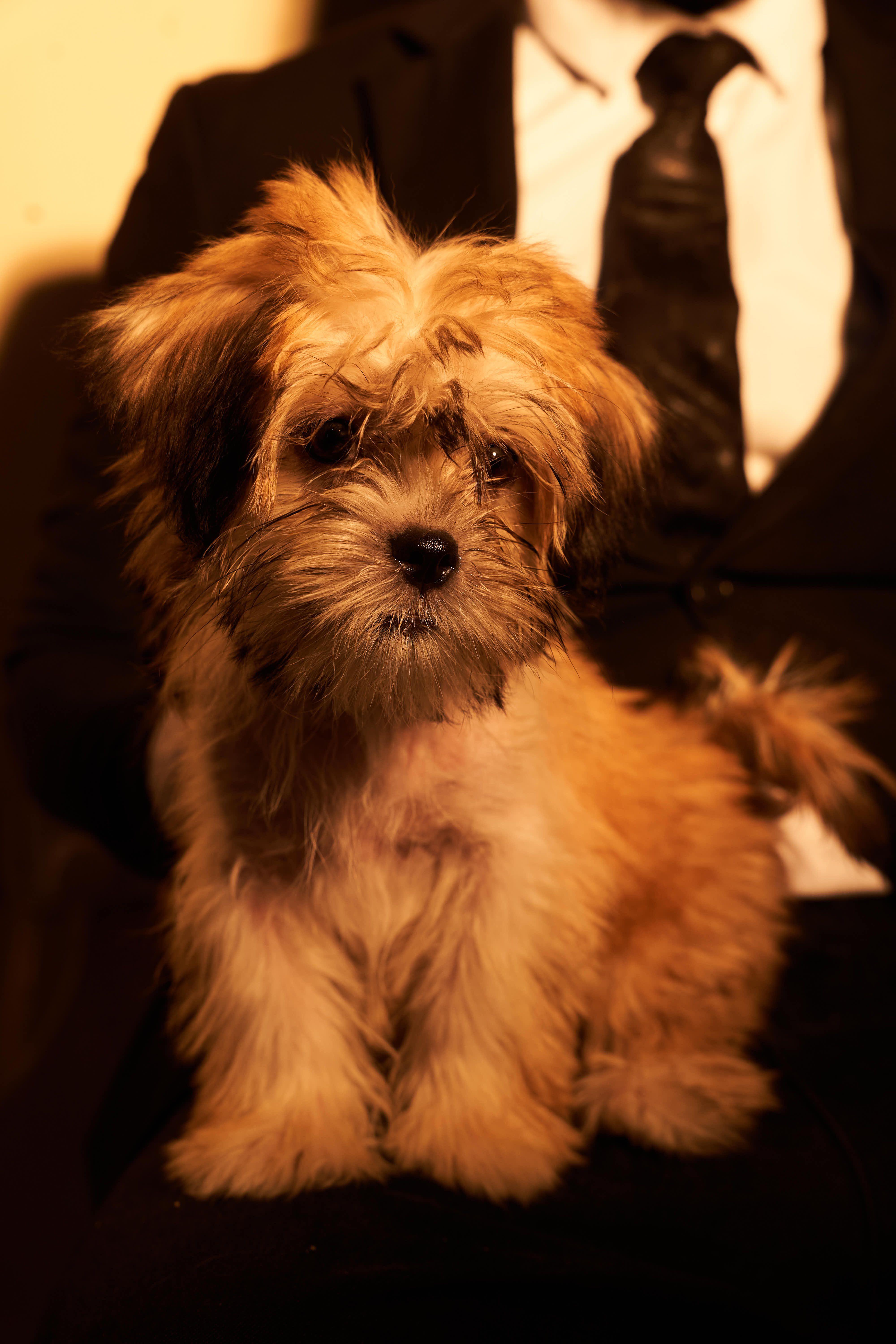 Cute fluffy puppy sitting on a well-dressed person's lap, warm tone.