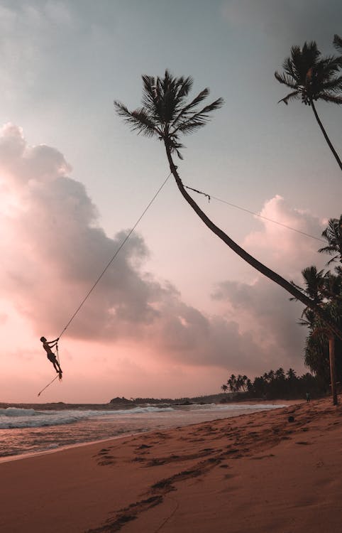 Immagine gratuita di alba, alberi di cocco, cielo