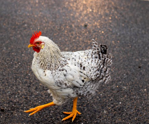 Close-up Photo of White and Black Chicken on Tarmac