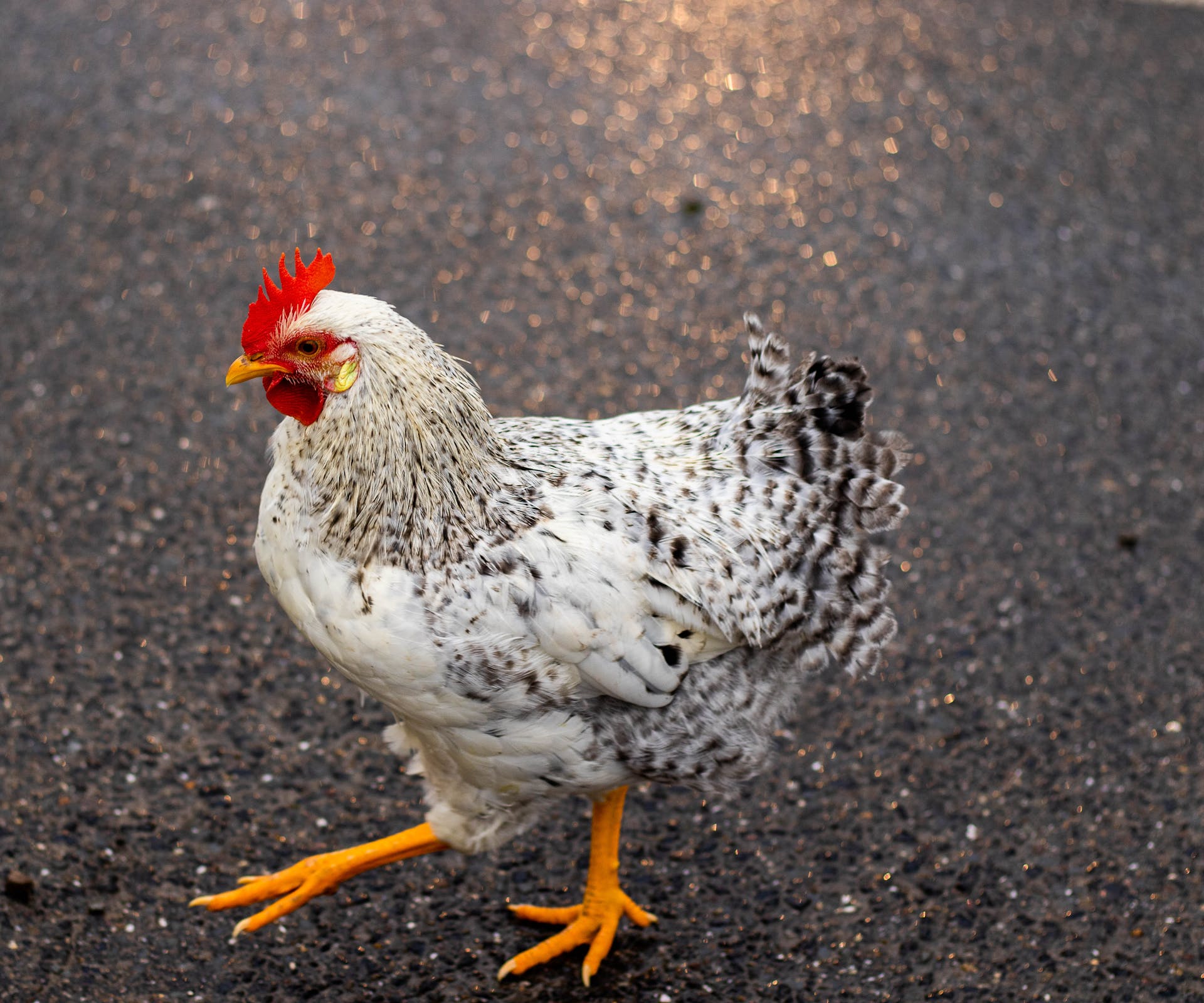 Close-up Photo of White and Black Chicken on Tarmac