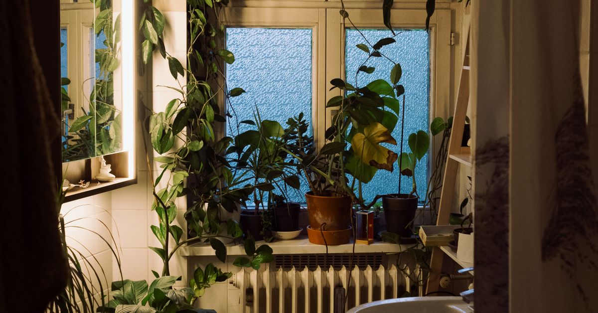 Plantas para Banheiro: As 15 Melhores Espécies e Como Cuidar Plantas para banheiro: banheiro aconchegante com plantas verdes e luz natural