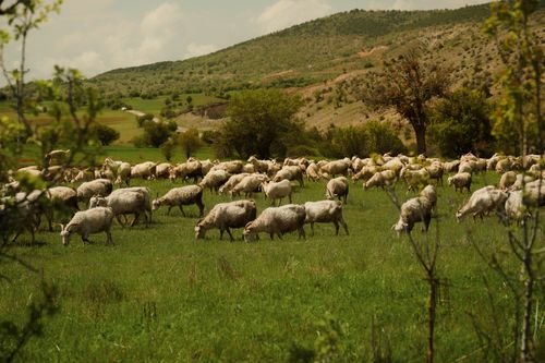 Free A tranquil scene of a flock of sheep grazing in a lush field in Ankara, Türkiye. Stock Photo