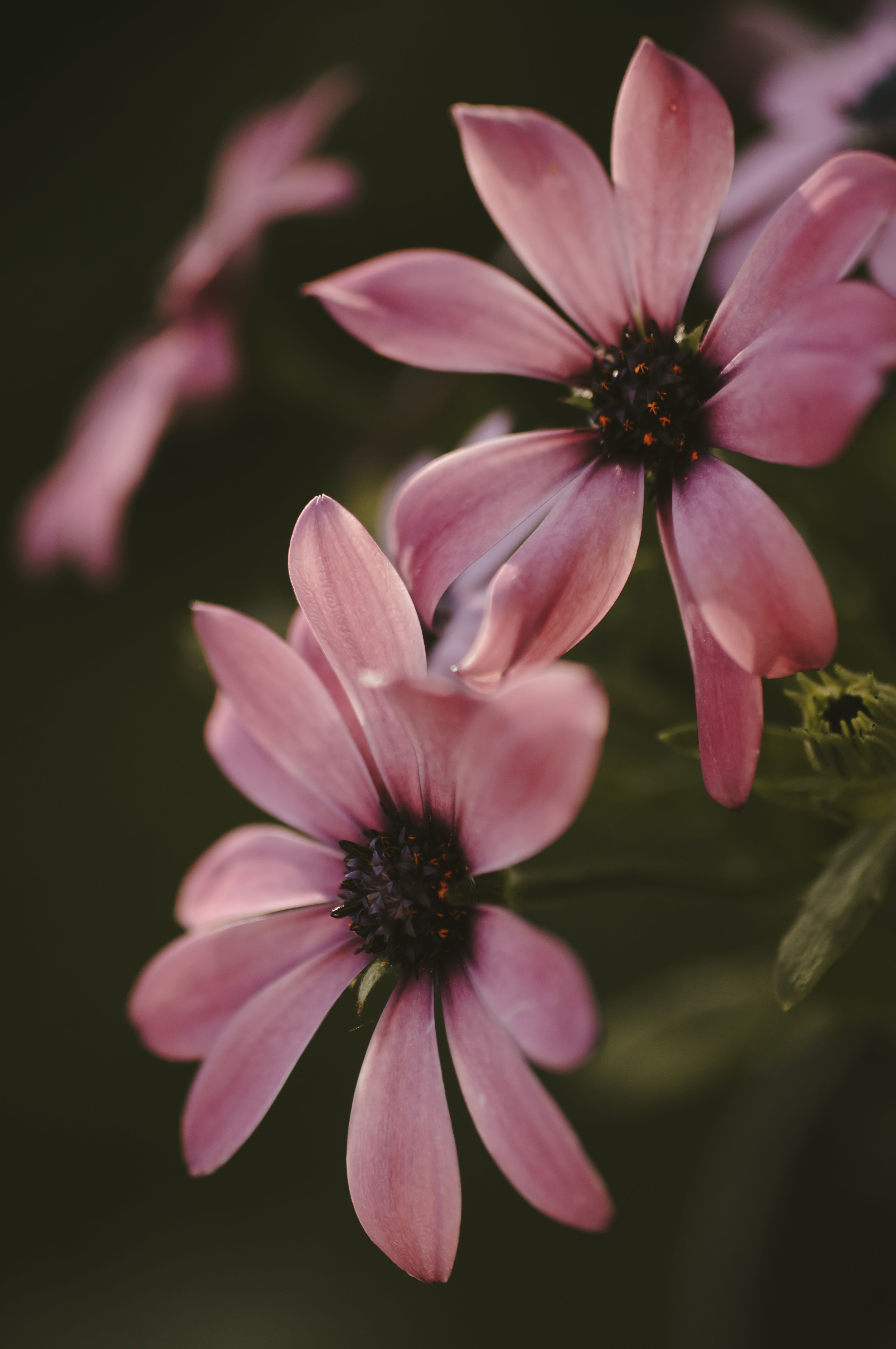 [ColoSach]-beautiful-close-up-view-of-delicate-pink-flowers-with-a-soft-focus-effect.