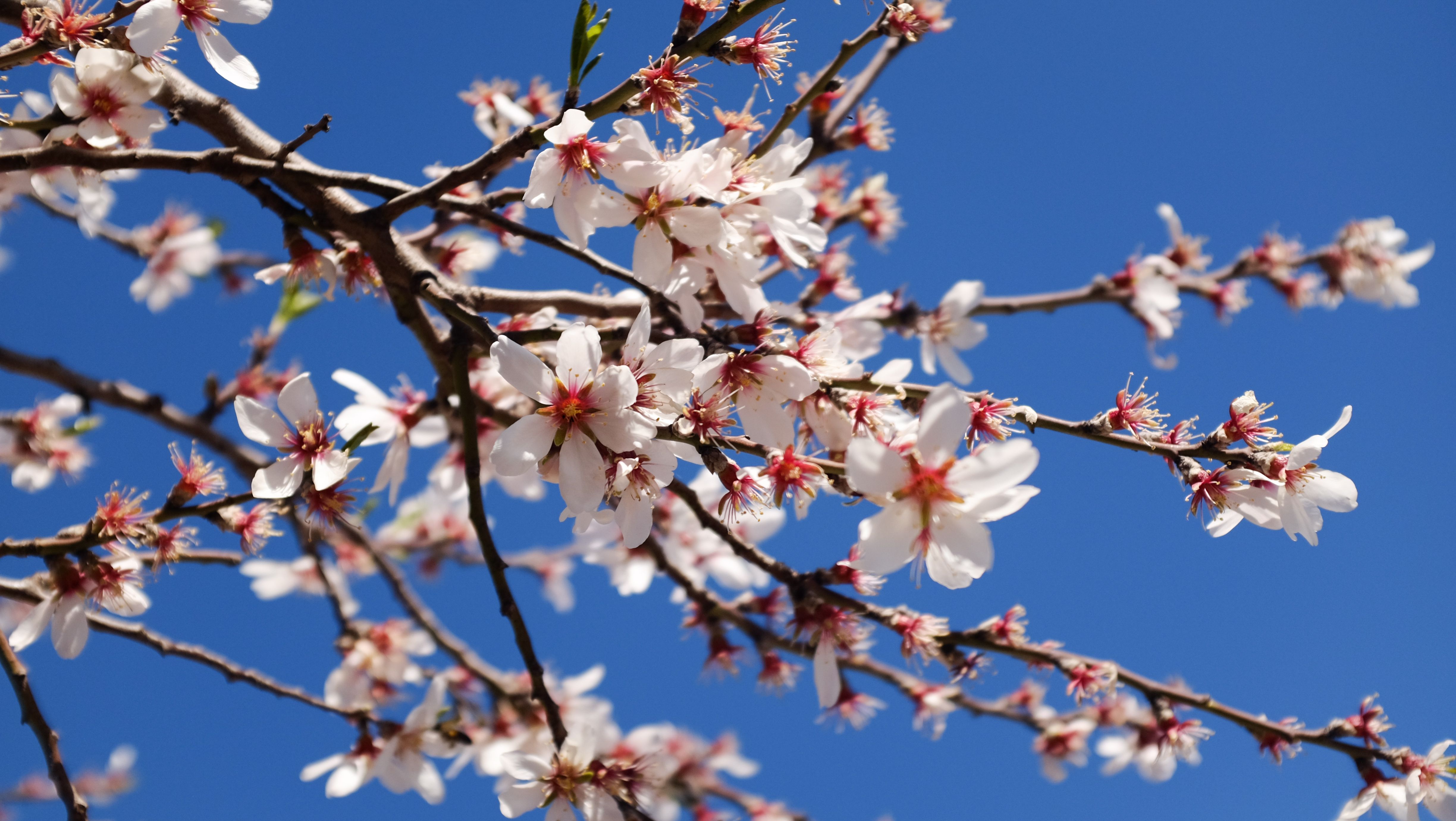 Almond blossom above the Cypriot coast in early spring