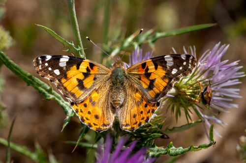 Free Macro shot of a Painted Lady butterfly (Vanessa cardui) on a thistle flower. Stock Photo
