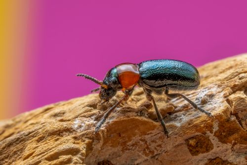 Free Macro photo of a vibrant beetle with a pink background, highlighting its glossy body and texture. Stock Photo