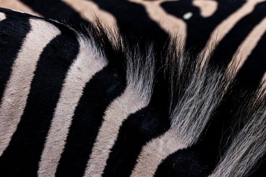 Detailed close-up of zebra fur showing its unique black and white stripes in natural texture.