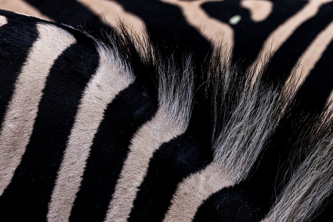 detailed close up of zebra fur showing its unique black and white stri