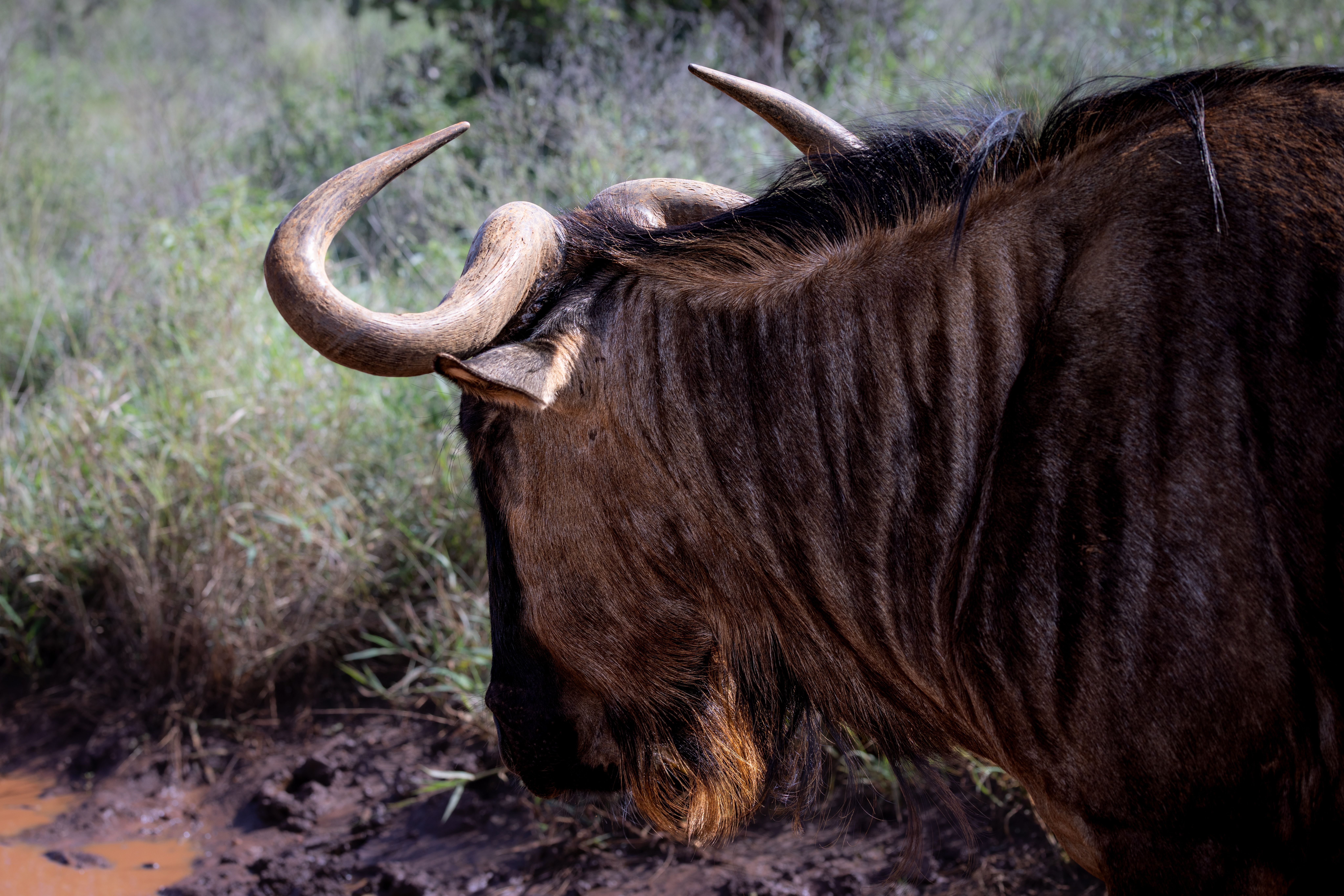 Close-up of a blue wildebeest (Connochaetes taurinus) in Kruger Park, South Africa.