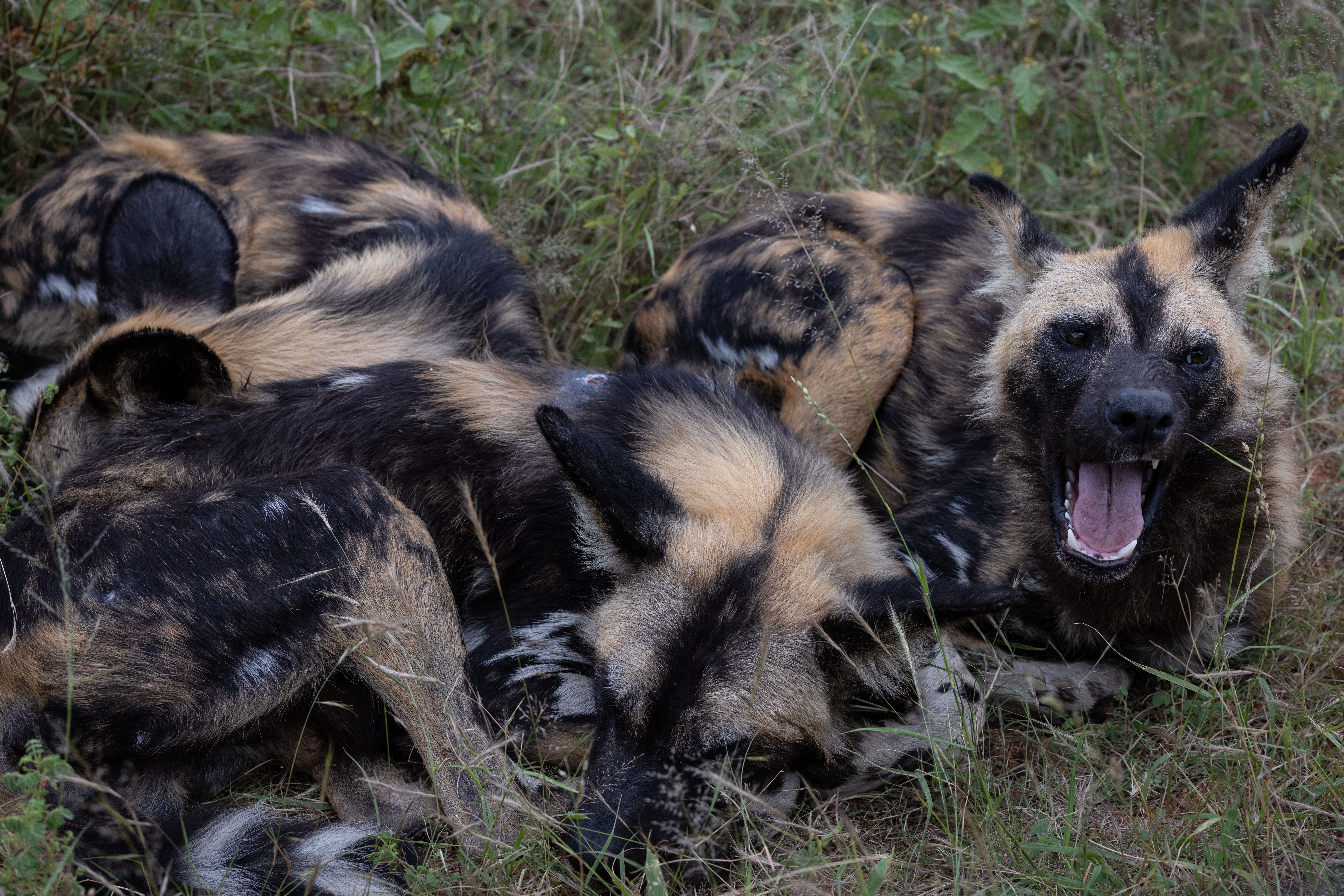 A pack of African wild dogs resting in the grass, displaying natural behavior in the wild.