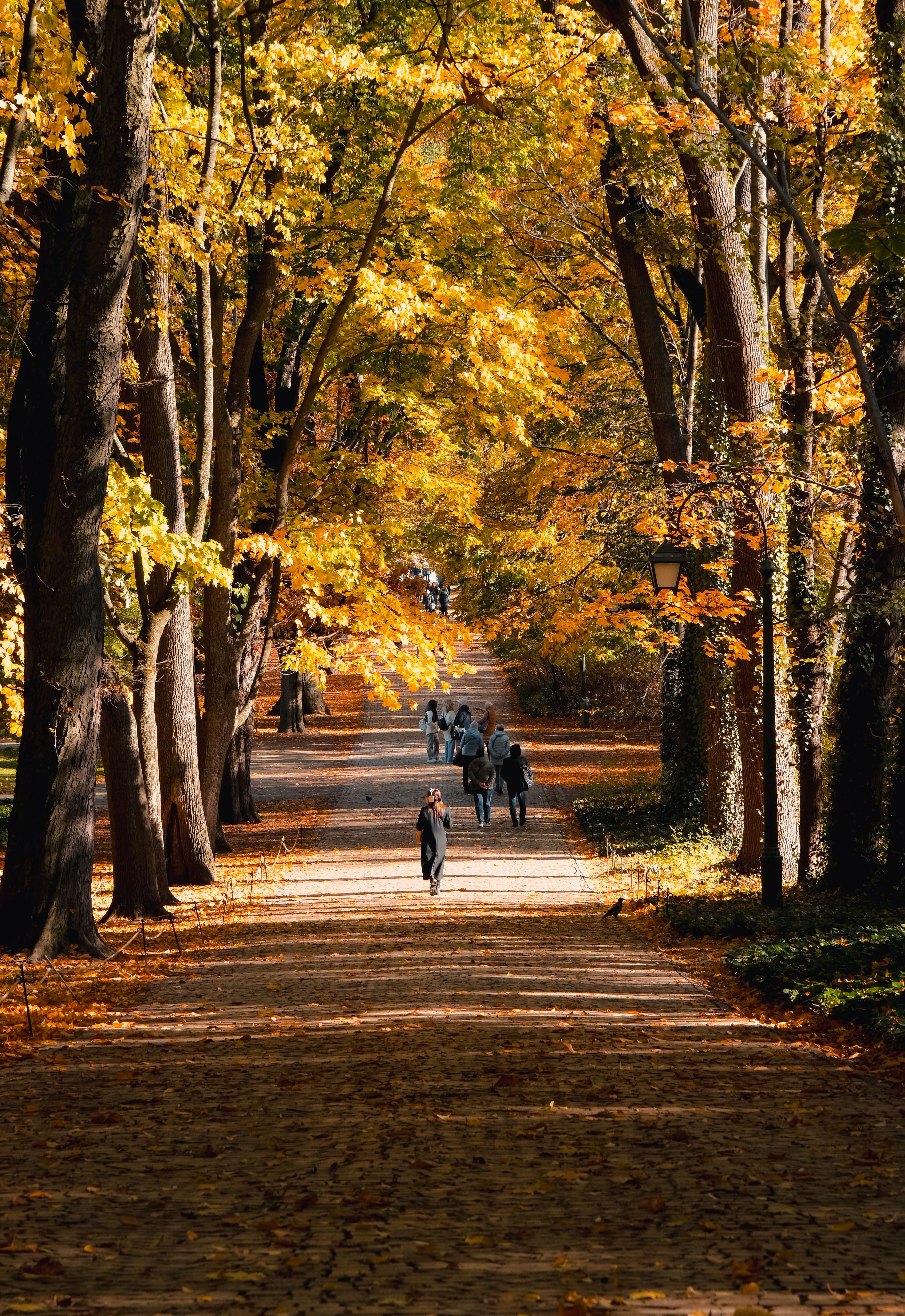 Autumn Stroll Through Vibrant Forest Pathway · Free Stock Photo