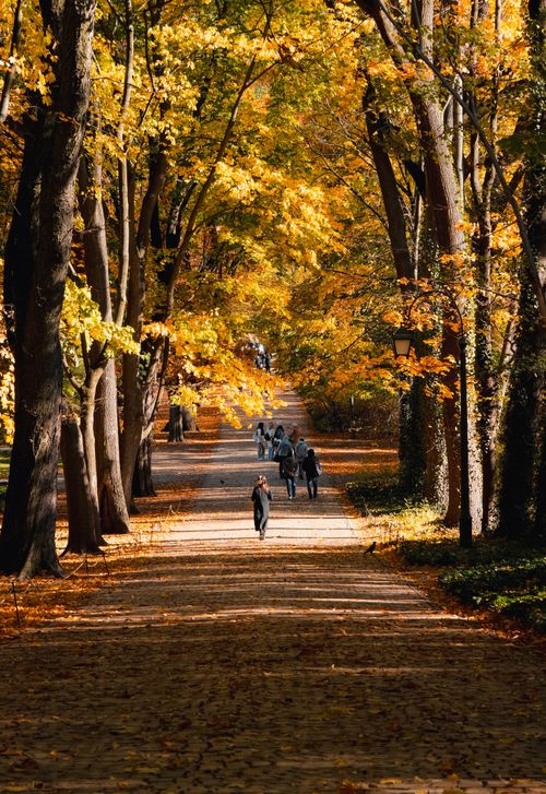 Free People walking on a beautiful autumn day through a leafy forest path with vibrant fall colors. Stock Photo