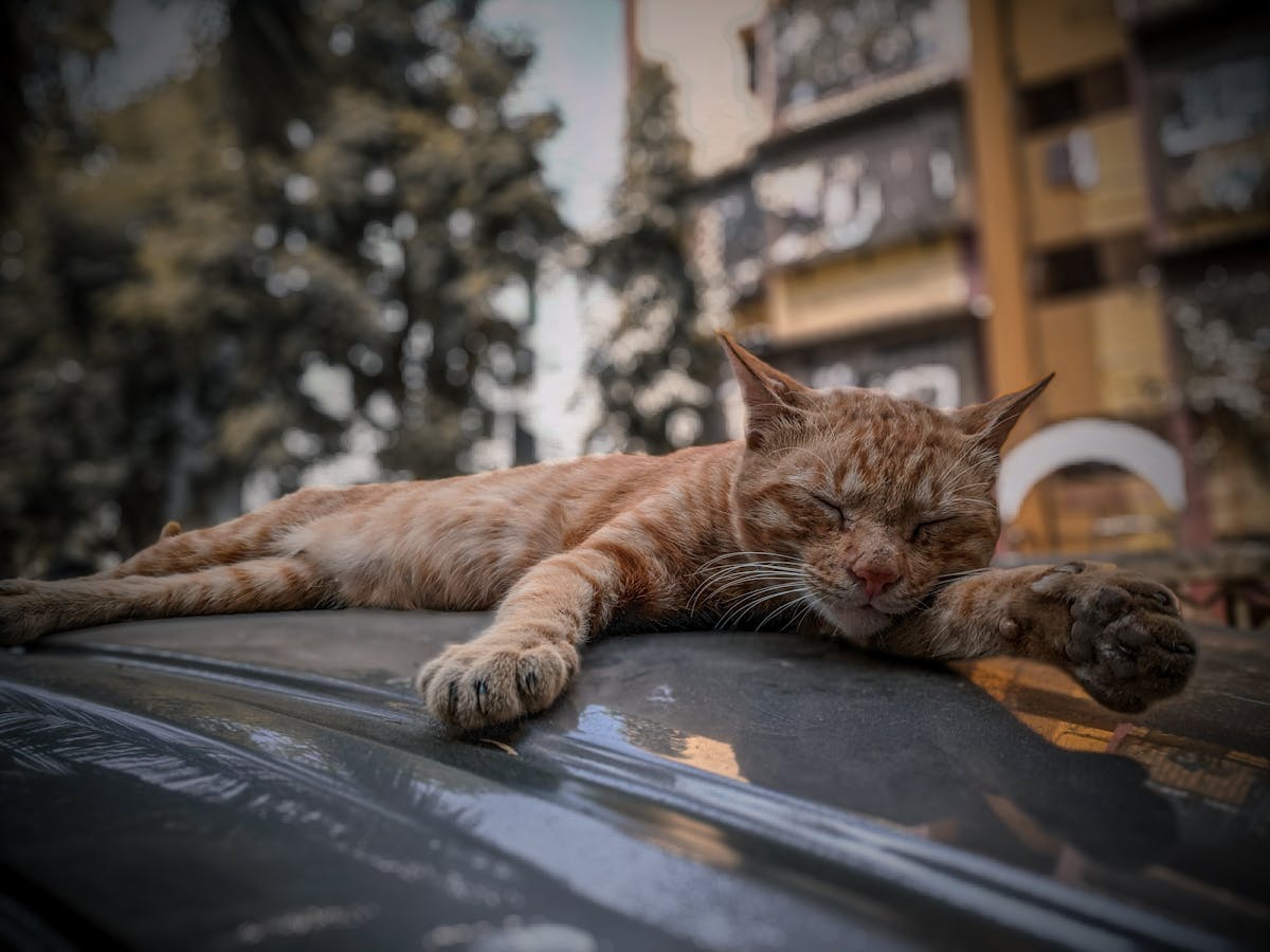 Older adults walking outdoors for exercise to support brain health