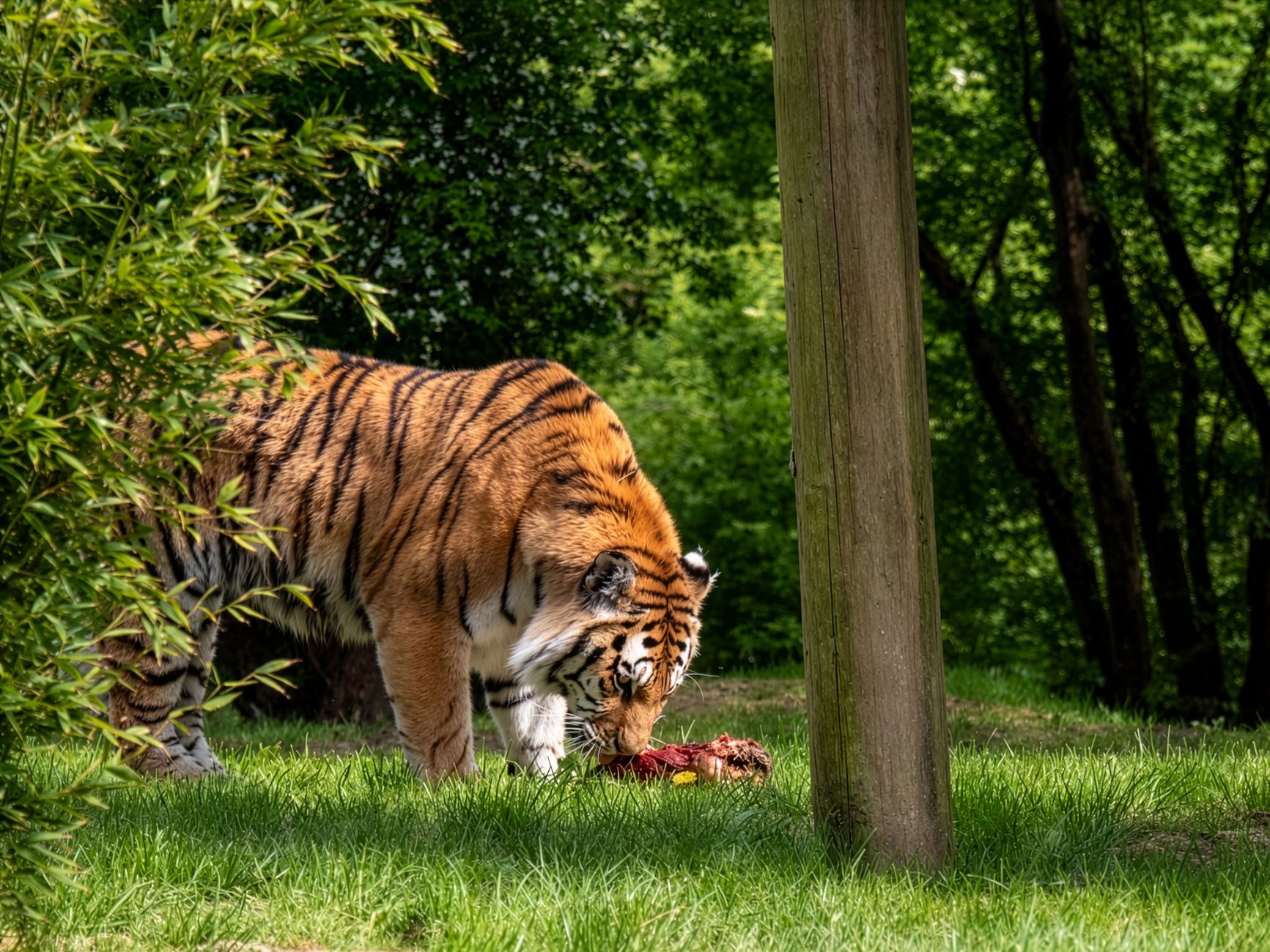 The Wild Origins and Anatomy of Bengal Energy
