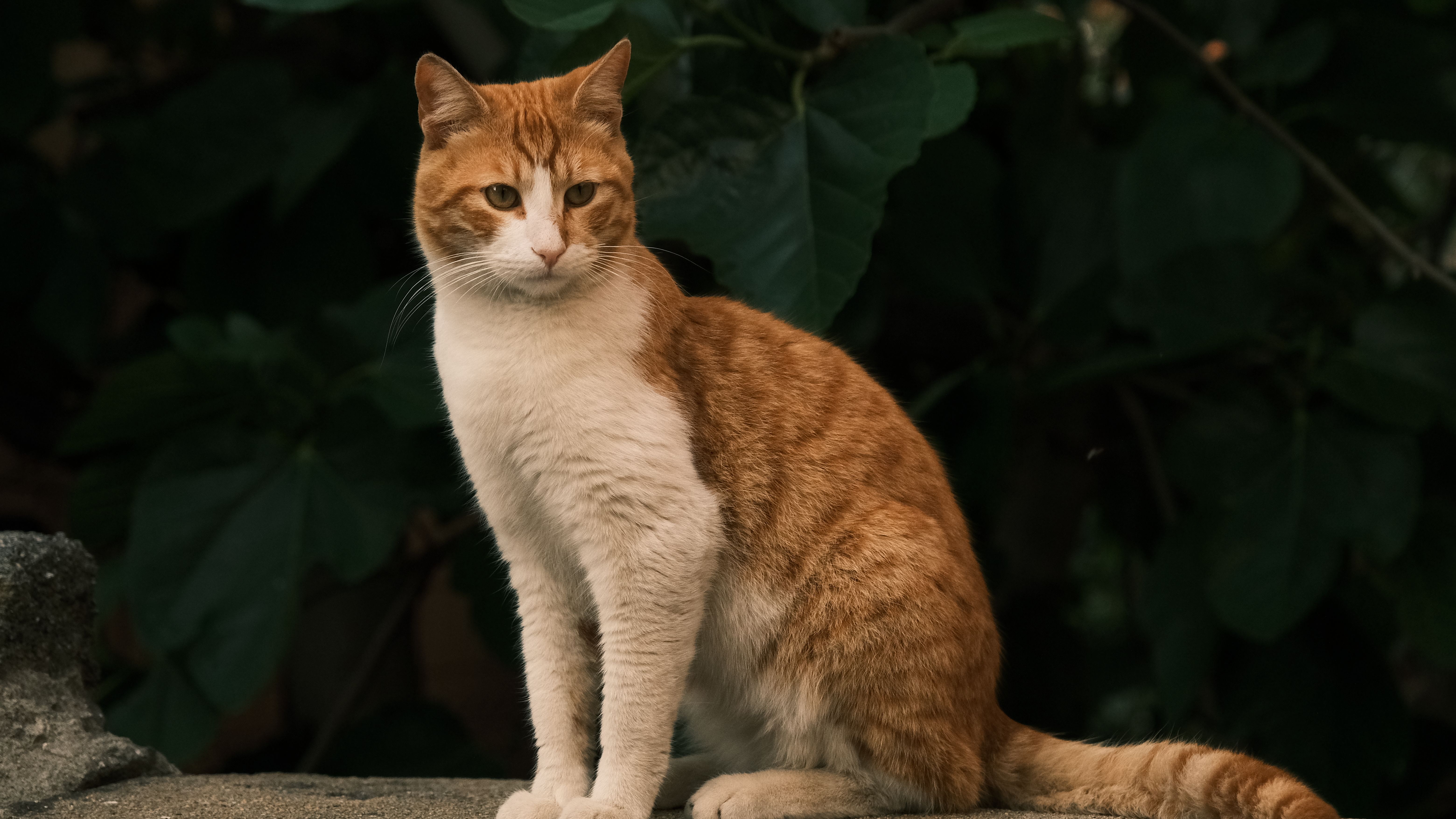 A cat undergoing diagnostic blood testing at a veterinary clinic