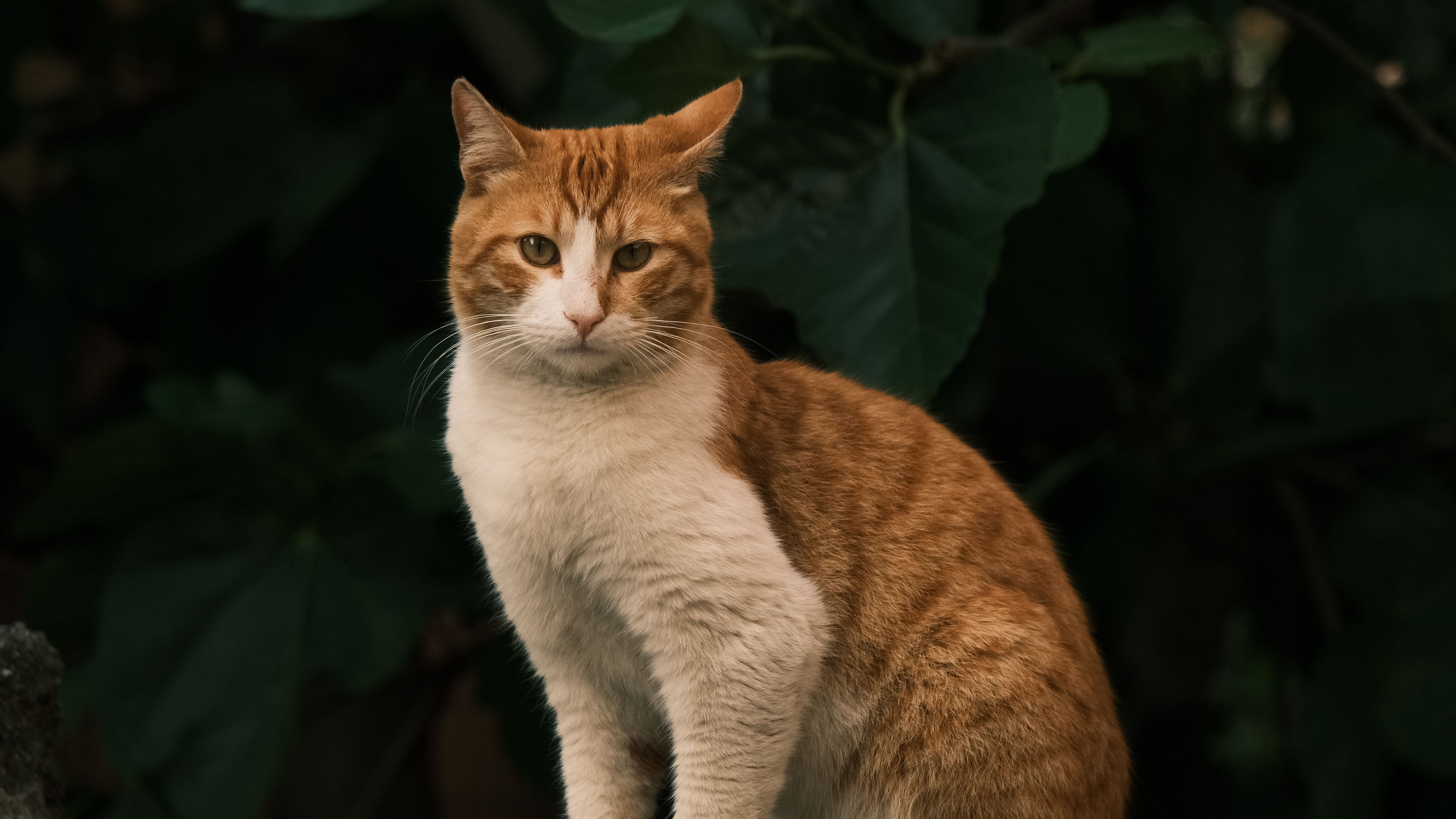 Ginger and White Cat Sitting Outdoors in Nature · Free Stock Photo