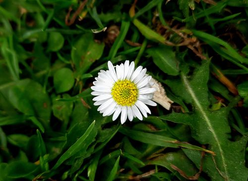 Free White daisy flower amidst lush green grass. Perfect for nature themes. Stock Photo