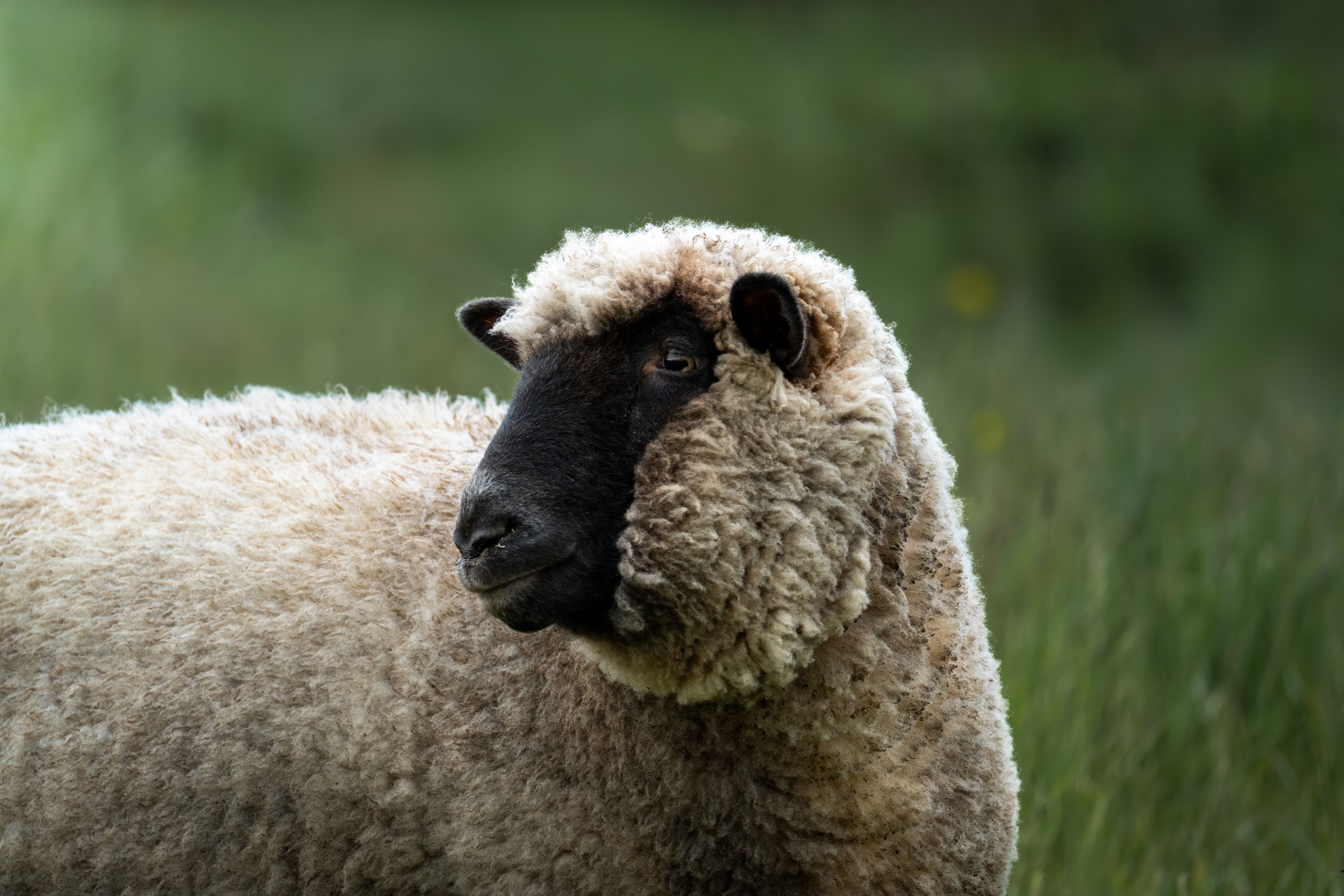 Veterinary care for a sheep