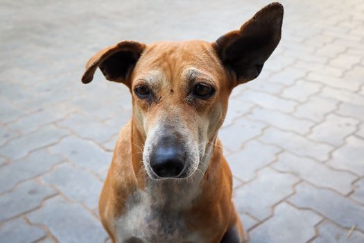 Adorable close-up of an indie dog with expressive eyes and ears, showcasing its friendly nature in Bhubaneswar, India.