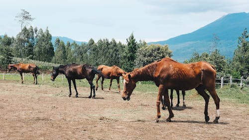 Foto stok gratis gunung, kuda, peternakan