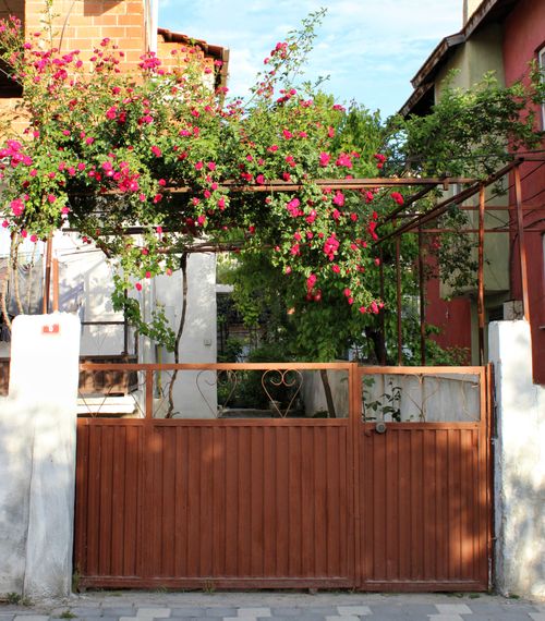 Free Wooden garden gate adorned with lush pink bougainvillea vines under a clear sky. Stock Photo
