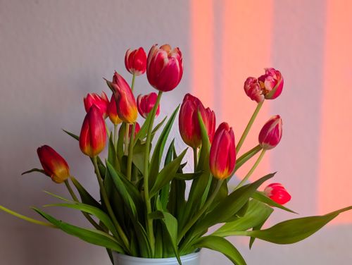 Free A bouquet of vivid red tulips in a simple vase, bathed in warm indoor light. Stock Photo