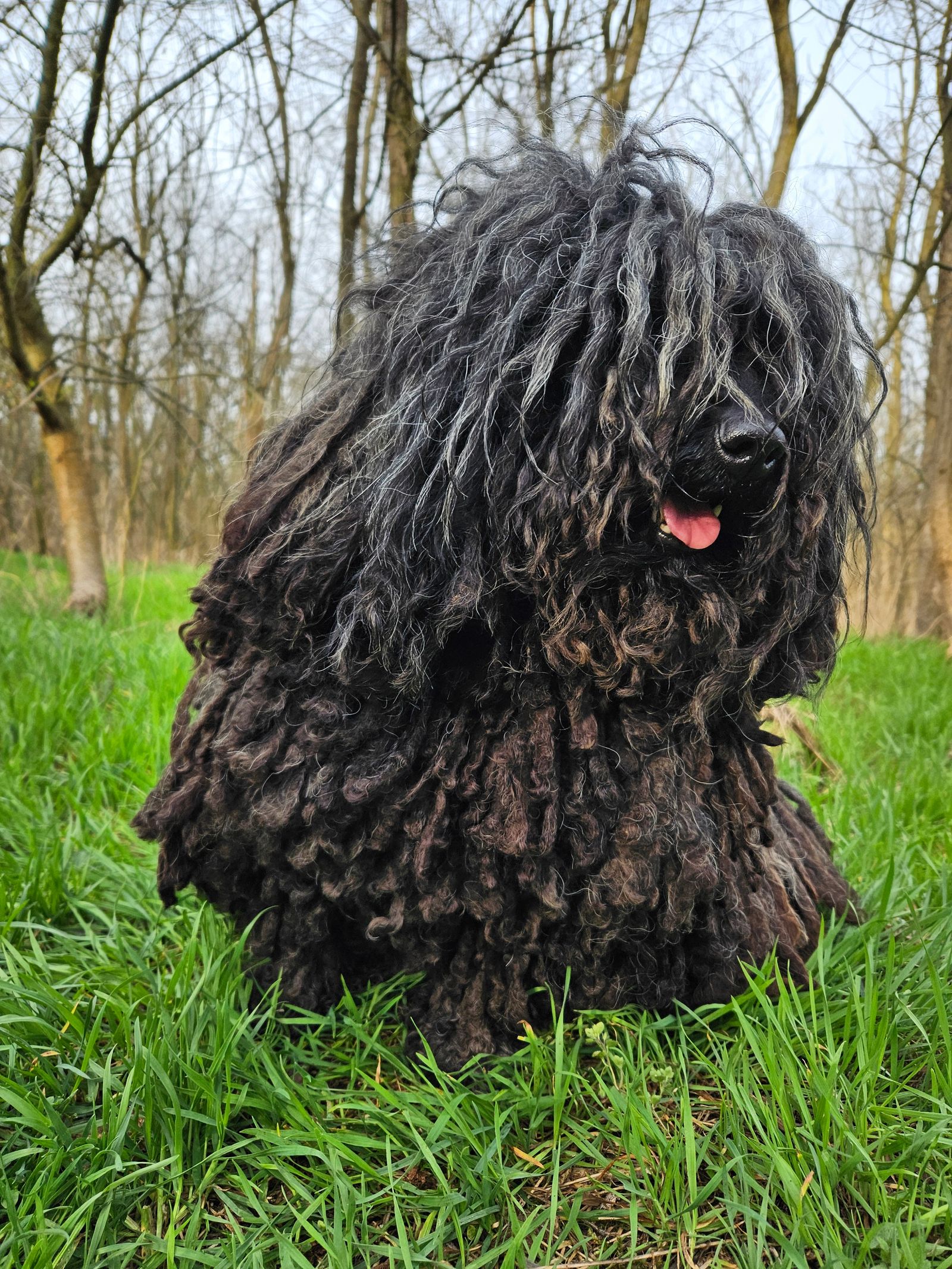 Puli kutya