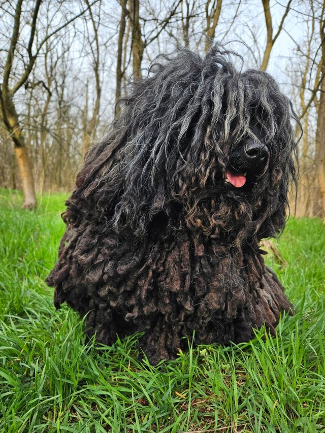 Perro de raza poco común (Puli)
