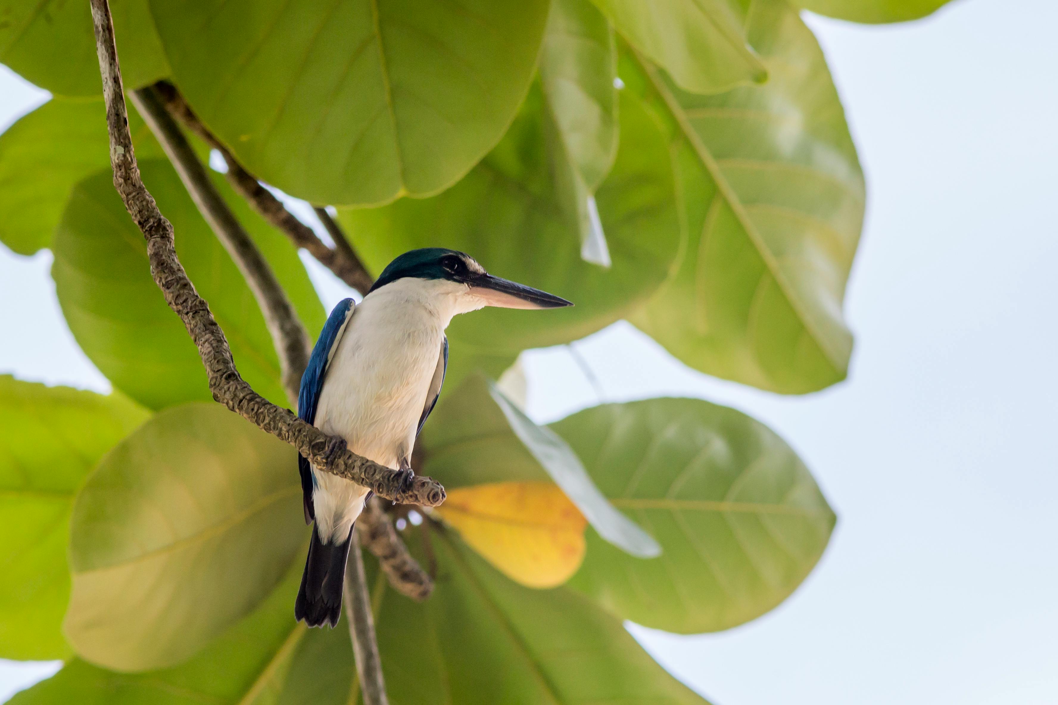 Blue and White Bird Perched on Tree Branch · Free Stock Photo