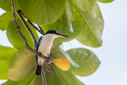 Blue and White Bird Perched on Tree Branch