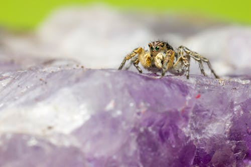Selective Focus Photo of Brown Spider on Purple Crystal