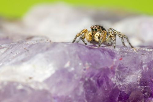 Free Close-up of a jumping spider perched on a purple amethyst crystal with a blurred background. Stock Photo