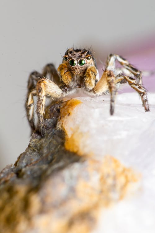 Braune Und Weiße Springende Spinne Auf Weißem Felsen