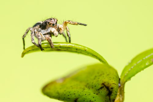 Yeşil Yaprak üzerinde örümcek Makro Fotoğrafı