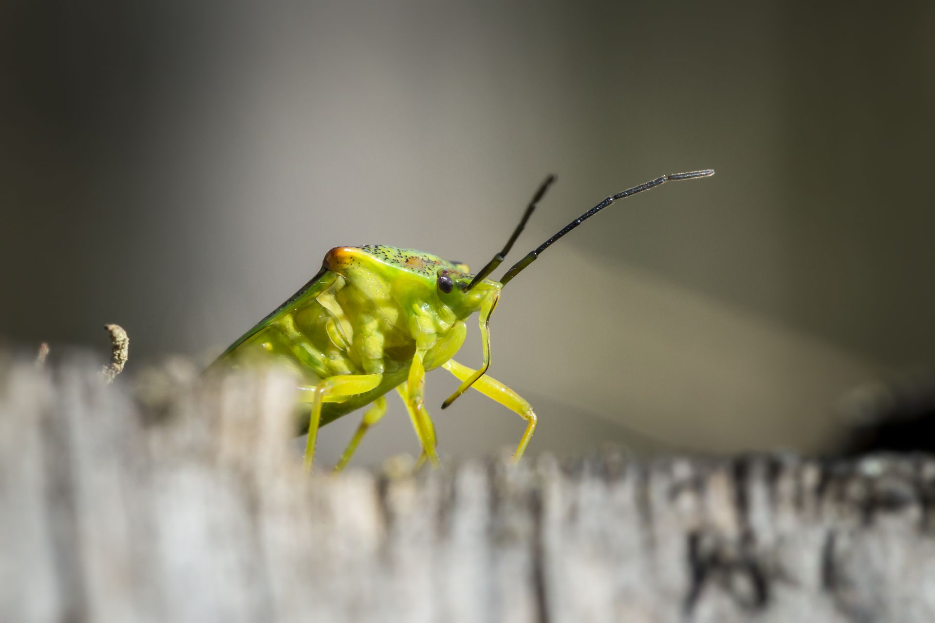 Green Bug on Gray Surface in Close-Up Photography