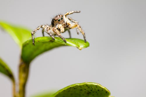 Brown and White Jumping Spider on Green Leaf