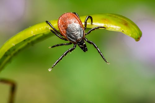 Brown Spider on Green Leaf