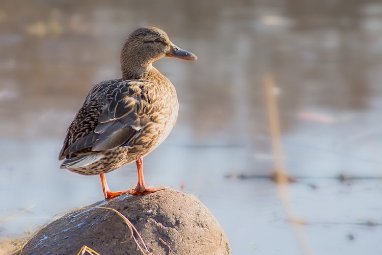 Selective Focus Photo Of Brown Duck Standing On A Brown Rock Near Body Of Water