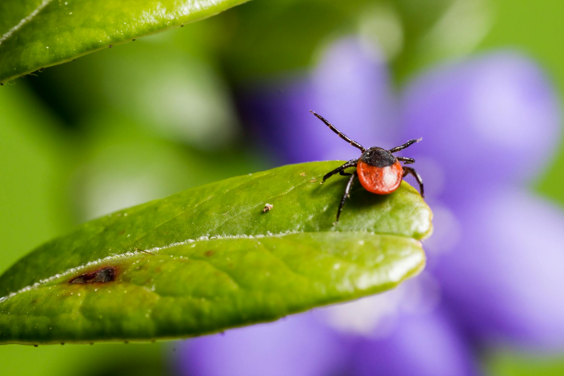 Brown and Black Tick on Green Leaf