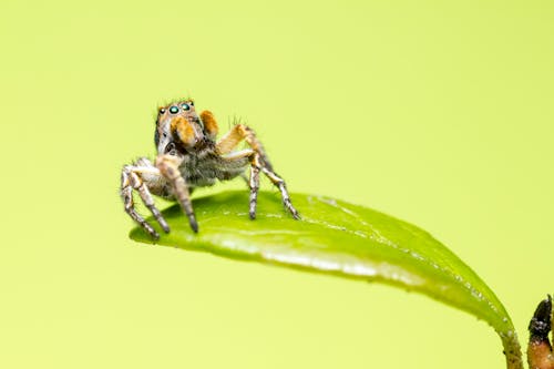 Brown and Black Jumping Spider on Green Leaf