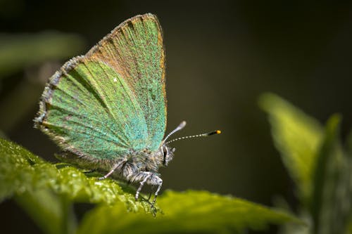 Close Up Foto Van Een Groene Hairstreak Vlinder Zat Op Groen Blad